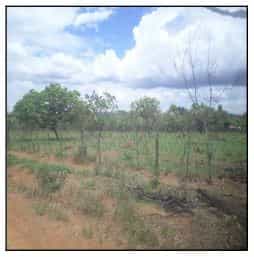 Foto PARQUE ALVORADA II