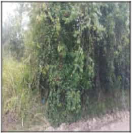 Foto AGRO BRASIL (SAMBAETIBA)