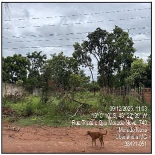 UBERLANDIA - MORADA NOVA
