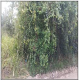 Agro Brasil (Sambaetiba)